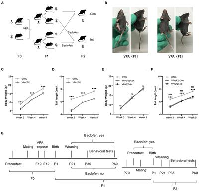 Prenatal GABAB Receptor Agonist Administration Corrects the Inheritance of Autism-Like Core Behaviors in Offspring of Mice Prenatally Exposed to Valproic Acid